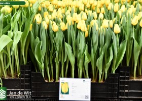 Tulipa Lobke (1)