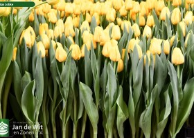 Tulipa Lobke (2)