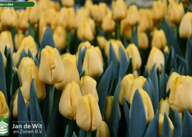 Tulipa Lobke (3)