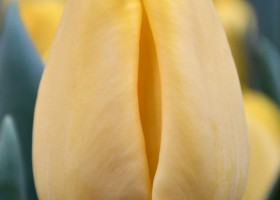 Tulipa Lobke (4)