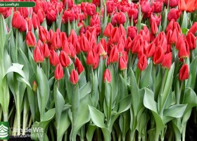 Tulipa Loveflight (2)