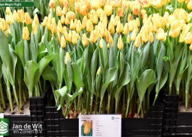 Tulipa Magic Flight (1)