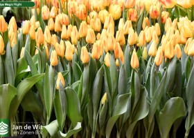 Tulipa Magic Flight (2)