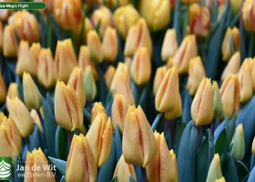 Tulipa Magic Flight (3)