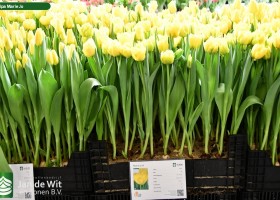 Tulipa Marie Jo (1)