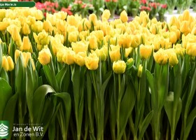 Tulipa Marie Jo (2)