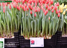 Tulipa Masha (1)