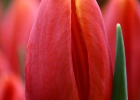 Tulipa Masha (4)