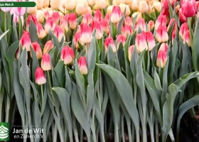 Tulipa Match (2)