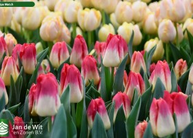 Tulipa Match (3)