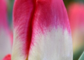 Tulipa Match (4)