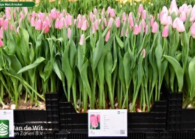 Tulipa Matchmaker (1)