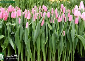 Tulipa Matchmaker (2)