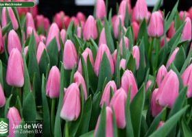 Tulipa Matchmaker (3)