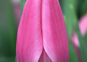 Tulipa Matchmaker (4)