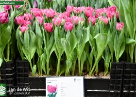 Tulipa Matchpoint (1)