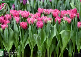 Tulipa Matchpoint (2)