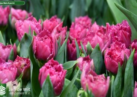 Tulipa Matchpoint (3)