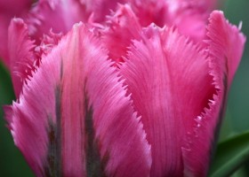 Tulipa Matchpoint (4)