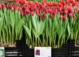 Tulipa Maywood (1)