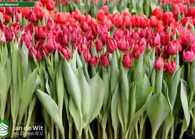 Tulipa Maywood (2)