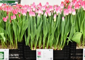 Tulipa Memphis (1)