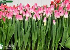 Tulipa Memphis (2)