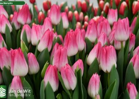 Tulipa Memphis (3)