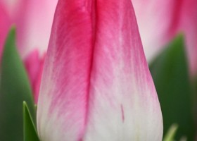 Tulipa Memphis (4)