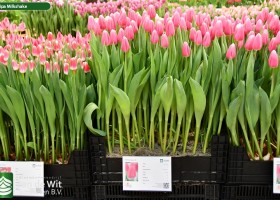 Tulipa Milkshake (1)