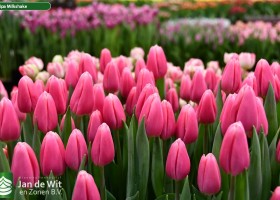 Tulipa Milkshake (3)