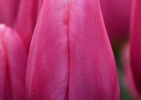 Tulipa Milkshake (4)