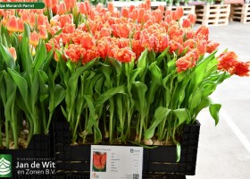 Tulipa Monarch Parrot (1)