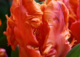 Tulipa Monarch Parrot (4)