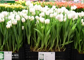 Tulipa Mondial (1)