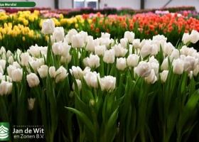 Tulipa Mondial (2)