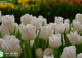 Tulipa Mondial (3)