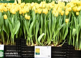 Tulipa Monte Carlo (1)