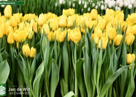 Tulipa Monte Carlo (2)