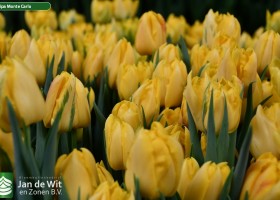 Tulipa Monte Carlo (3)