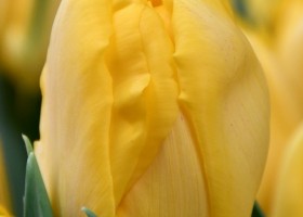 Tulipa Monte Carlo (4)