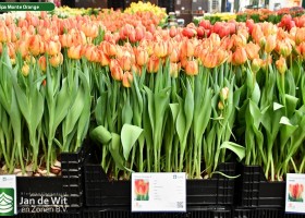 Tulipa Monte Orange (1)