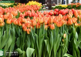 Tulipa Monte Orange (2)