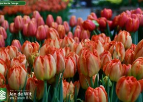 Tulipa Monte Orange (3)