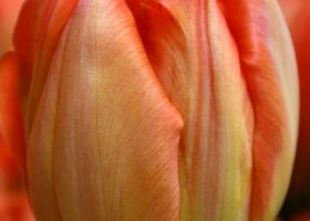 Tulipa Monte Orange (4)