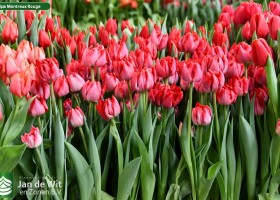 Tulipa Montreux Rouge (2)