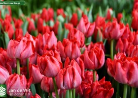 Tulipa Montreux Rouge (3)