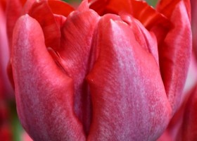 Tulipa Montreux Rouge (4)