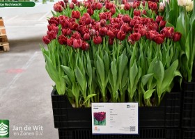 Tulipa Nachtwacht (1)