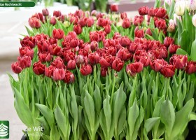 Tulipa Nachtwacht (2)
